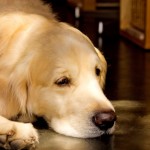 疲れた犬
