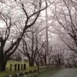 花見デート
