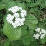 ガマズミの花言葉