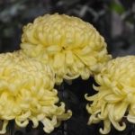 黄色の菊の花言葉の由来