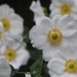 シュウメイギクの花言葉の由来