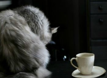 猫よけにコーヒー