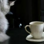 コーヒーで猫よけ