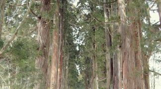 杉の人工林