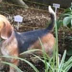 犬の置物で猫よけ